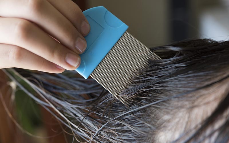 Lice-Comb-On-Wet-Hair-Or-On-Dry-Hair